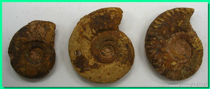 campylites delmontanus b.jpg