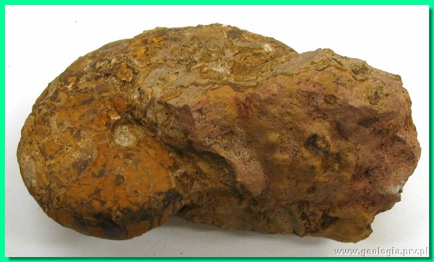 cenoceras semistriatum 2a.jpg