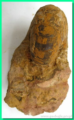 cenoceras semistriatum 2b.jpg