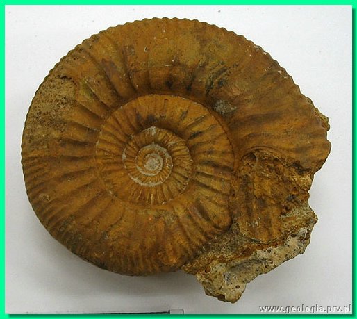choffatia prorsocostata.jpg