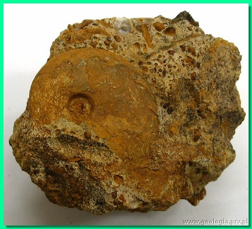 dorsetensia liostraca.jpg