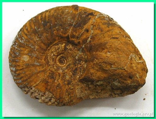 garantiana suevica a.jpg