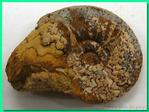 garantiana suevica b.jpg