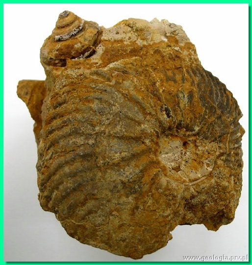 goliathiceras nitidum.jpg
