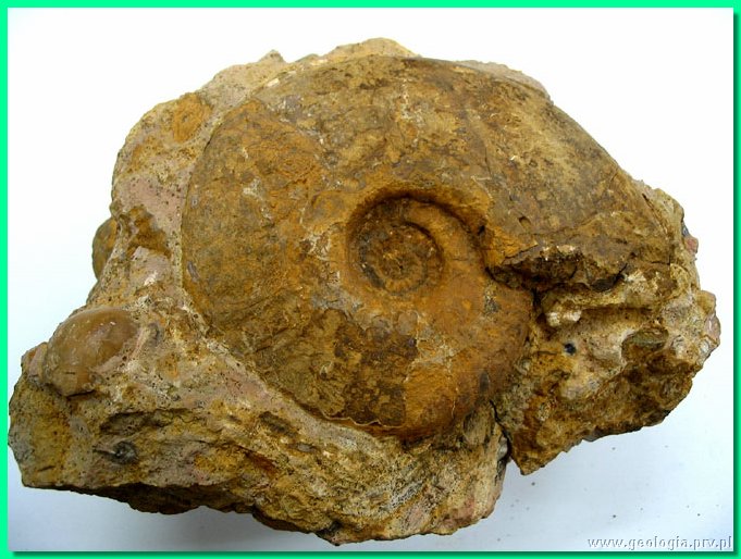 goliathiceras robustum.jpg