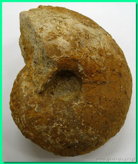 goliathiceras sp. 1.jpg