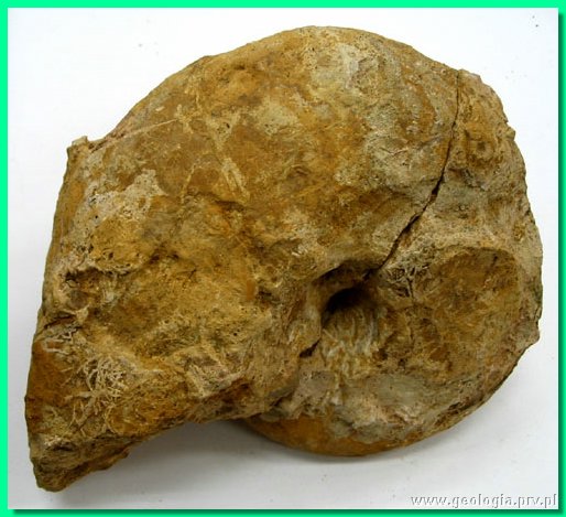 goliathiceras sp. 2.jpg