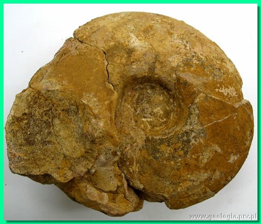 goliathiceras sp. 3a.jpg