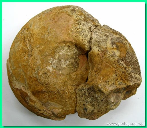 goliathiceras sp. 3b.jpg