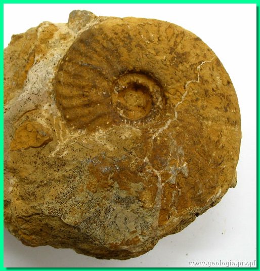hecticoceras balinense.jpg