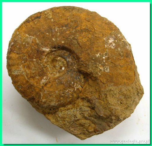 hecticoceras sp.jpg