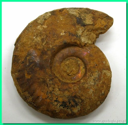 hecticoceras toeniolatum bonarelli.jpg
