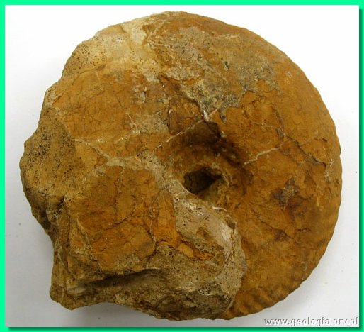 herznachites helveticus a.jpg
