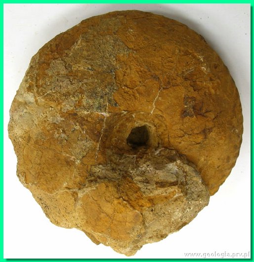 herznachites helveticus b.jpg
