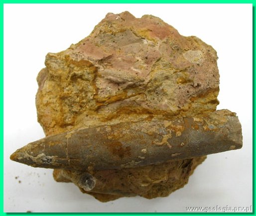 hibolites hastatus.jpg