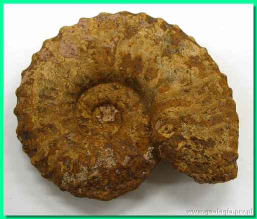 kosmoceras nestor a.jpg