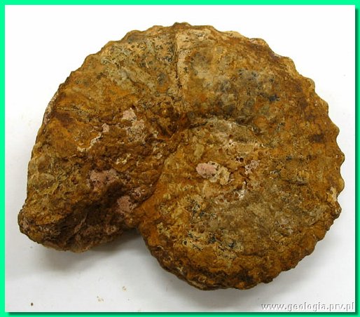 kosmoceras nestor b.jpg