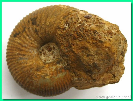 macrocephalites sp. 1a.jpg