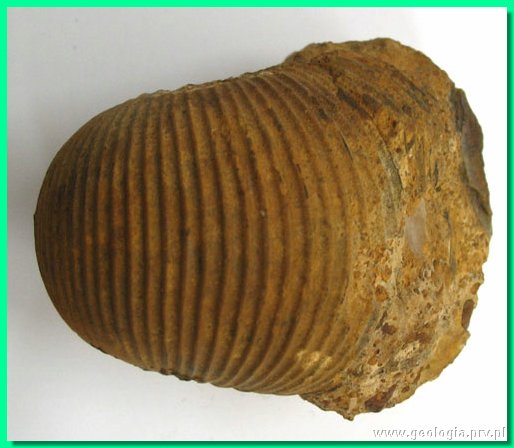 macrocephalites sp. 1b.jpg