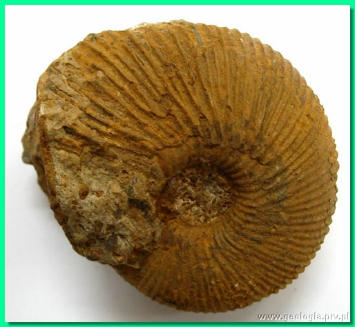 macrocephalites sp. 2a.jpg
