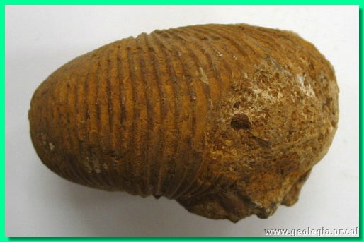macrocephalites sp. 2b.jpg