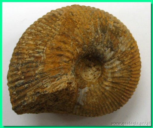 macrocephalites sp. 3.jpg