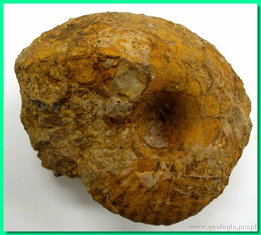 morrisiceras korustes a.jpg