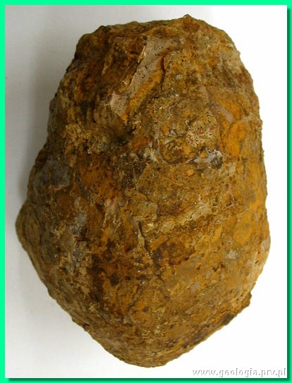 morrisiceras korustes b.jpg