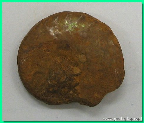 oecotraustes heterocostatus.jpg