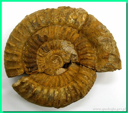 perisphinctes aff. decurrens.jpg