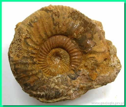 perisphinctes aurigerus 1.jpg