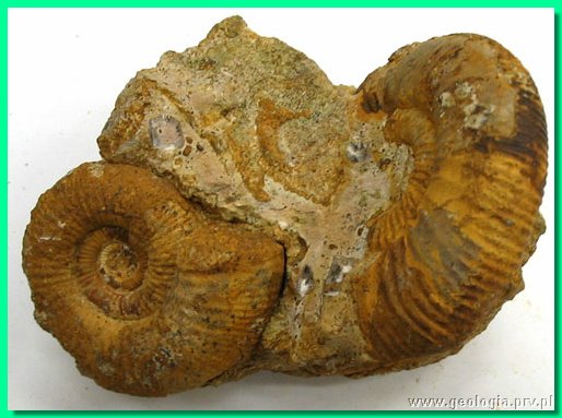 perisphinctes aurigerus 2b.jpg