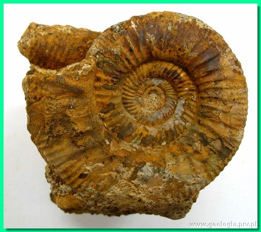 perisphinctes aurigerus 3.jpg