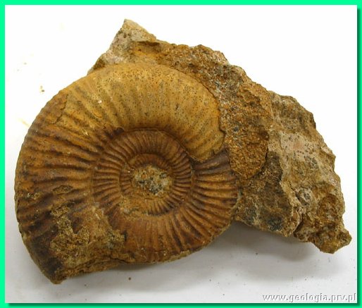 perisphinctes aurigerus 4.jpg