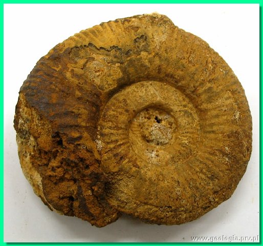perisphinctes balinensis 1.jpg