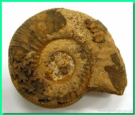 perisphinctes balinensis 2.jpg