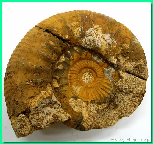 perisphinctes bracteatus a.jpg