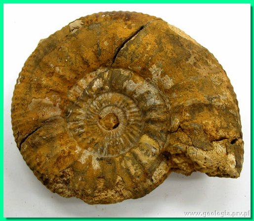 perisphinctes bracteatus b.jpg