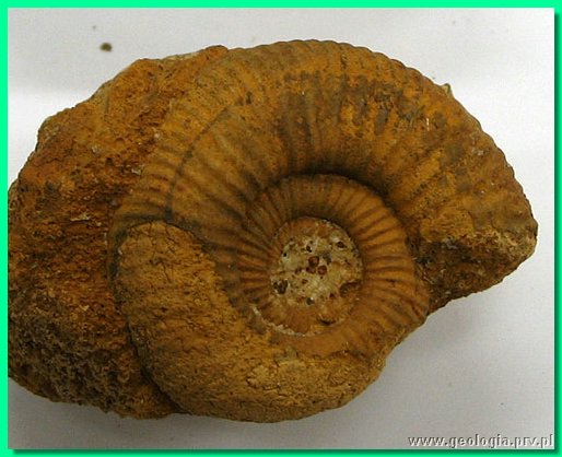 perisphinctes curvicosta 1.jpg