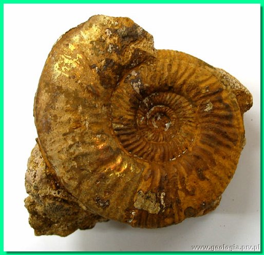 perisphinctes curvicosta 2 ().jpg