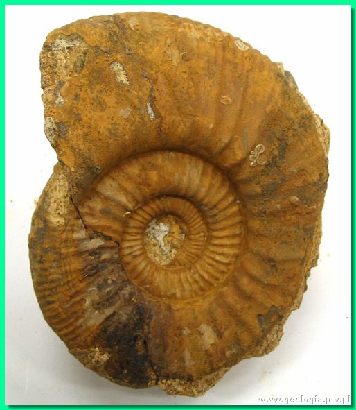 perisphinctes curvicosta 3.jpg
