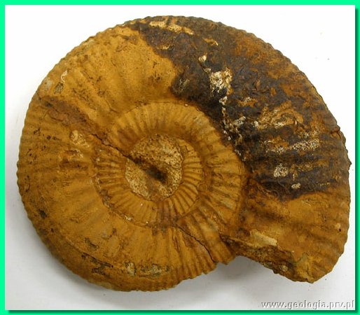 perisphinctes funatus a.jpg