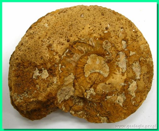 perisphinctes funatus b.jpg