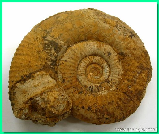 perisphinctes moorei 1a.jpg