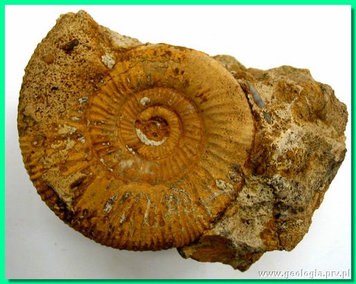 perisphinctes moorei 2.jpg
