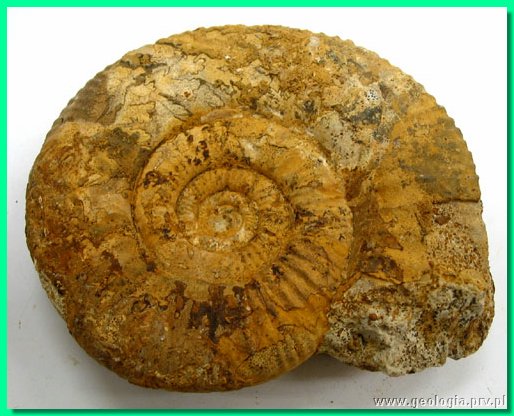 perisphinctes moorei 2b.jpg