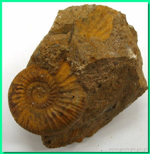 perisphinctes sp. 2 ().jpg