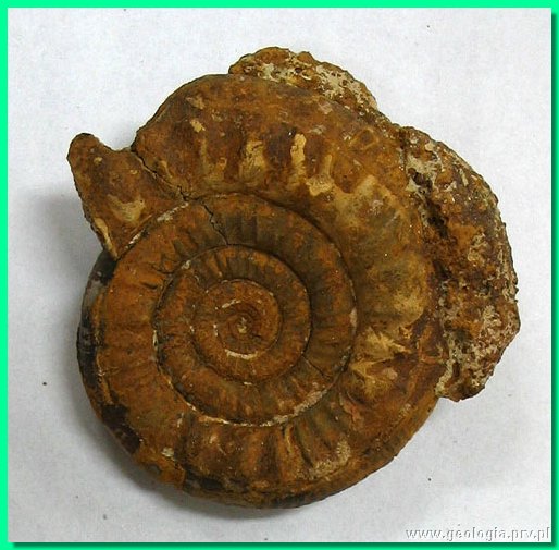 perisphinctes wagneri 1a.jpg