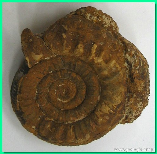 perisphinctes wagneri 1b.jpg