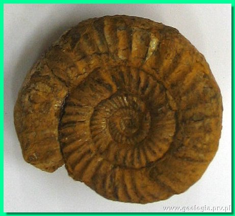perisphinctes wagneri 2.jpg